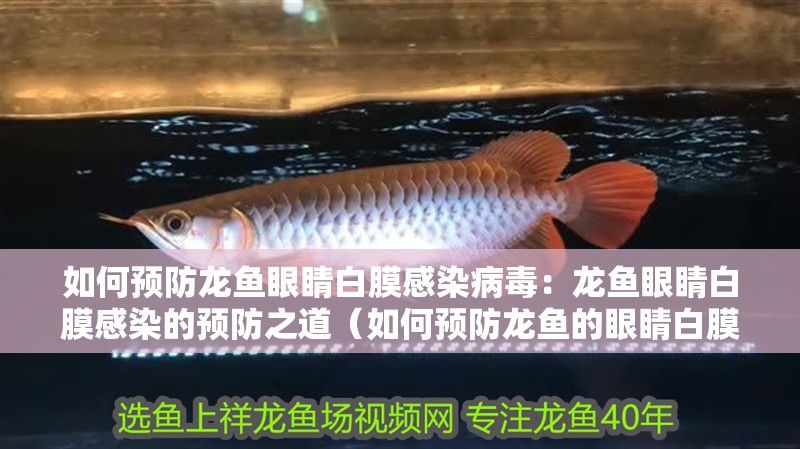 如何預防龍魚眼睛白膜感染病毒：龍魚眼睛白膜感染的預防之道（如何預防龍魚的眼睛白膜感染）