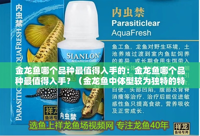金龍魚哪個品種最值得入手的：金龍魚哪個品種最值得入手？（金龍魚中體型較為獨特的特點和適合家庭觀賞魚的品種）