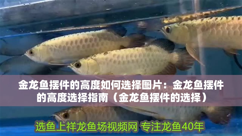 金龍魚擺件的高度如何選擇圖片：金龍魚擺件的高度選擇指南（金龍魚擺件的選擇）