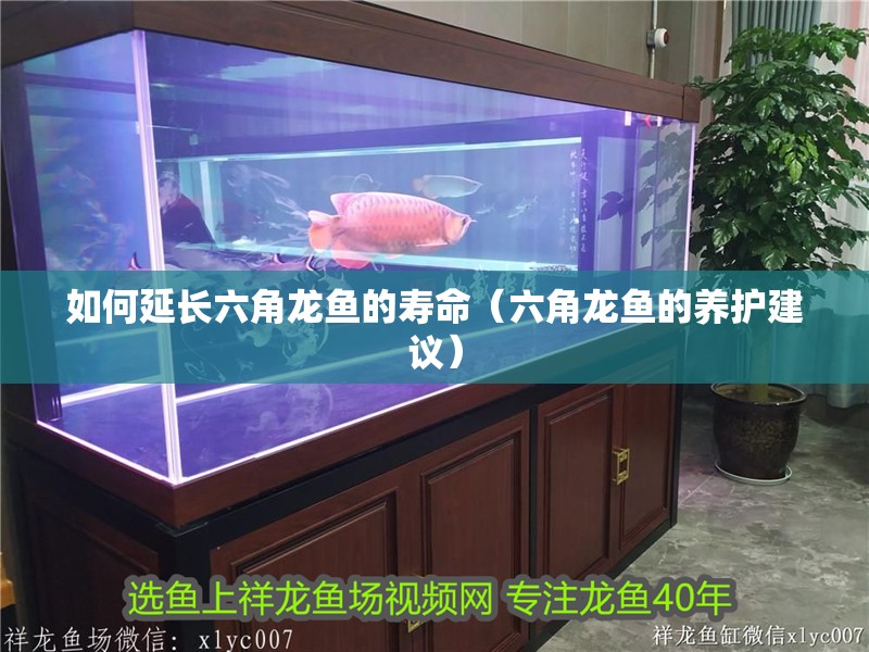 如何延長六角龍魚的壽命（六角龍魚的養護建議）