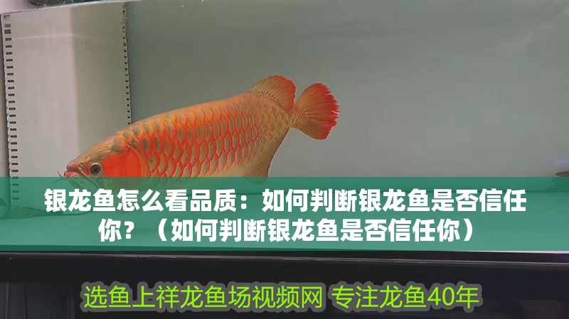 銀龍魚怎么看品質(zhì)：如何判斷銀龍魚是否信任你？（如何判斷銀龍魚是否信任你）