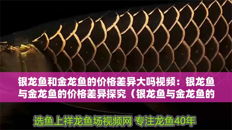 銀龍魚和金龍魚的價格差異大嗎視頻：銀龍魚與金龍魚的價格差異探究（銀龍魚與金龍魚的價格差異）