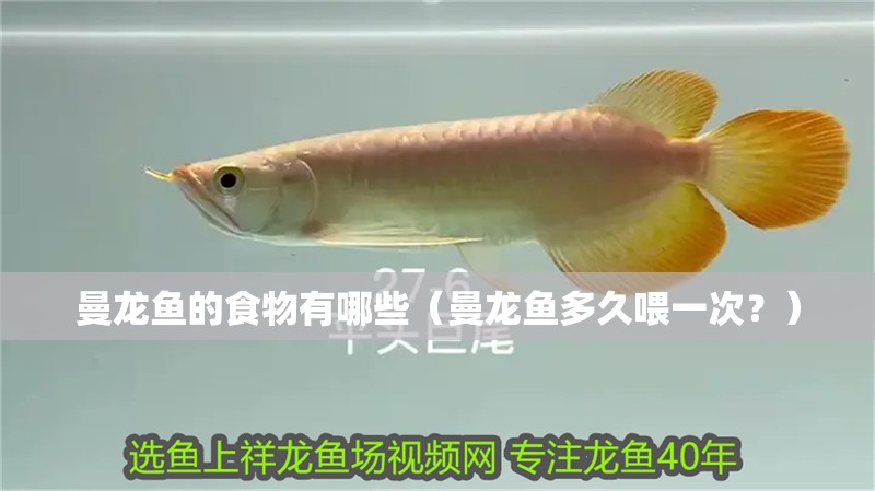 曼龍魚的食物有哪些（曼龍魚多久喂一次？）