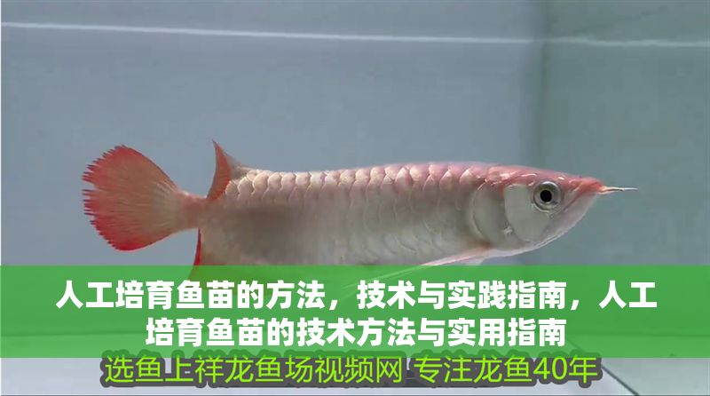 人工培育魚苗的方法，技術與實踐指南，人工培育魚苗的技術方法與實用指南