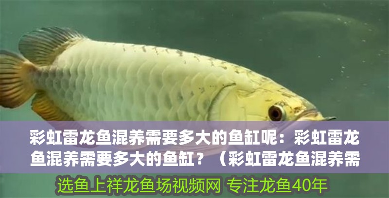 彩虹雷龍魚混養(yǎng)需要多大的魚缸呢：彩虹雷龍魚混養(yǎng)需要多大的魚缸？（彩虹雷龍魚混養(yǎng)需要多大的魚缸尺寸}養(yǎng)殖）