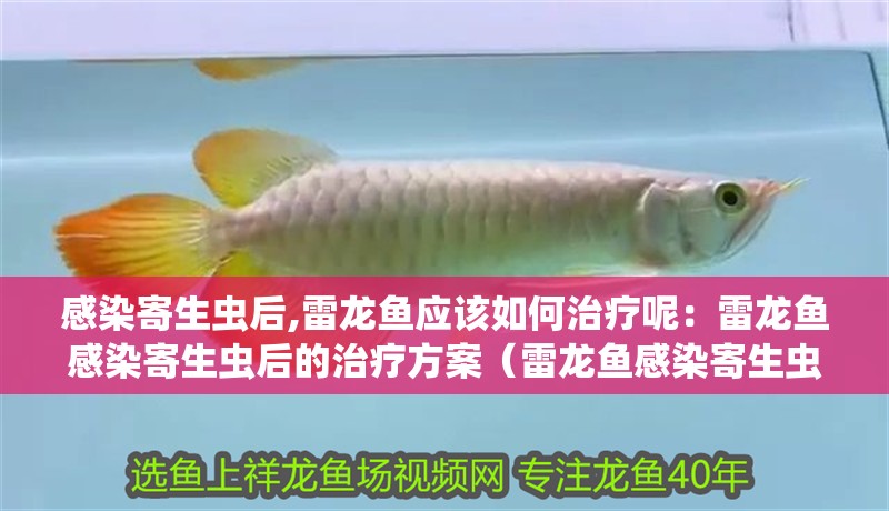 感染寄生蟲后,雷龍魚應該如何治療呢：雷龍魚感染寄生蟲后的治療方案（雷龍魚感染寄生蟲后雷龍魚感染寄生蟲后雷龍魚治療策略）