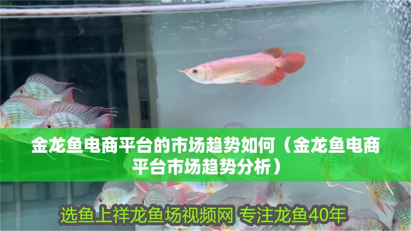 金龍魚電商平臺(tái)的市場趨勢如何（金龍魚電商平臺(tái)市場趨勢分析） 金龍魚電商平臺(tái)的市場趨勢如何（金龍魚電商平臺(tái)市場趨勢分析） 龍魚百科