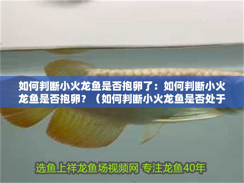 如何判斷小火龍魚是否抱卵了：如何判斷小火龍魚是否抱卵？（如何判斷小火龍魚是否處于抱卵階段）