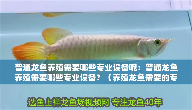 普通龍魚養殖需要哪些專業設備呢：普通龍魚養殖需要哪些專業設備？（養殖龍魚需要的專業設備）