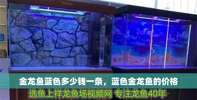 金龍魚藍色多少錢一條，藍色金龍魚的價格