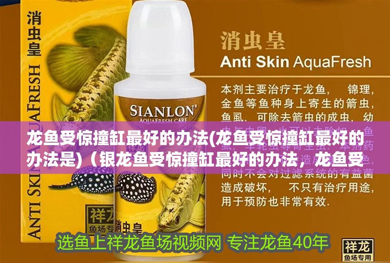 龍魚受驚撞缸最好的辦法(龍魚受驚撞缸最好的辦法是)（銀龍魚受驚撞缸最好的辦法，龍魚受驚撞缸最好的辦法） 龍魚受驚撞缸最好的辦法(龍魚受驚撞缸最好的辦法是)（銀龍魚受驚撞缸最好的辦法，龍魚受驚撞缸最好的辦法） 觀賞魚百科