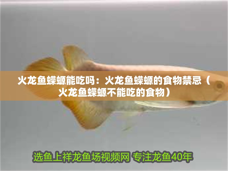 火龍魚蠑螈能吃嗎：火龍魚蠑螈的食物禁忌（火龍魚蠑螈不能吃的食物）