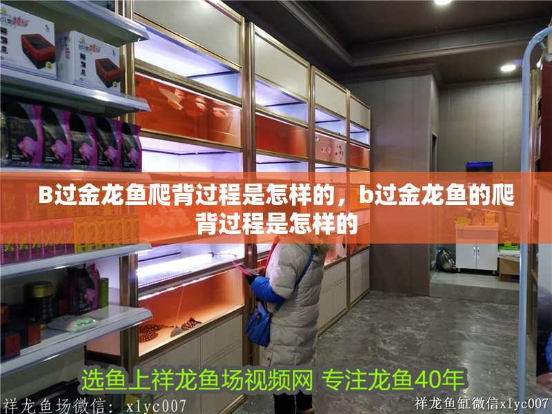 B過金龍魚爬背過程是怎樣的，b過金龍魚的爬背過程是怎樣的