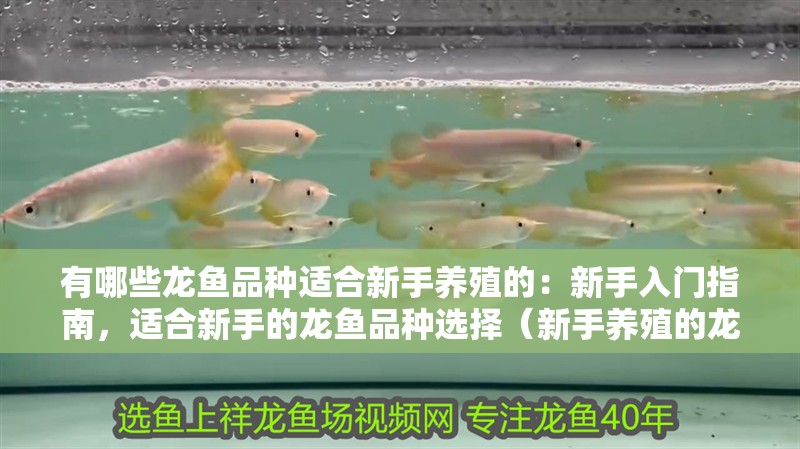 有哪些龍魚品種適合新手養殖的：新手入門指南，適合新手的龍魚品種選擇（新手養殖的龍魚品種和顆粒飼料和顆粒飼料，新手養殖的龍魚品種）