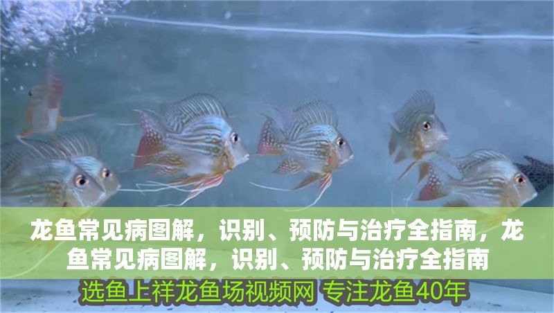 龍魚常見病圖解，識別、預(yù)防與治療全指南，龍魚常見病圖解，識別、預(yù)防與治療全指南