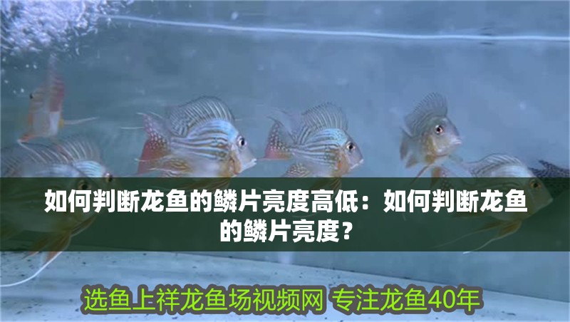 如何判斷龍魚的鱗片亮度高低：如何判斷龍魚的鱗片亮度？