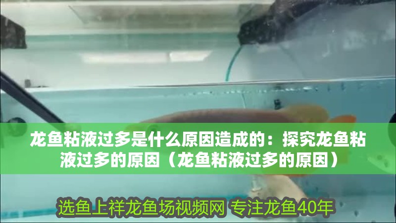龍魚粘液過多是什么原因造成的：探究龍魚粘液過多的原因（龍魚粘液過多的原因）