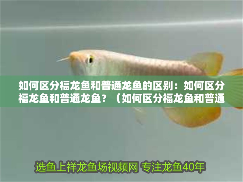 如何區(qū)分福龍魚和普通龍魚的區(qū)別：如何區(qū)分福龍魚和普通龍魚？（如何區(qū)分福龍魚和普通龍魚）