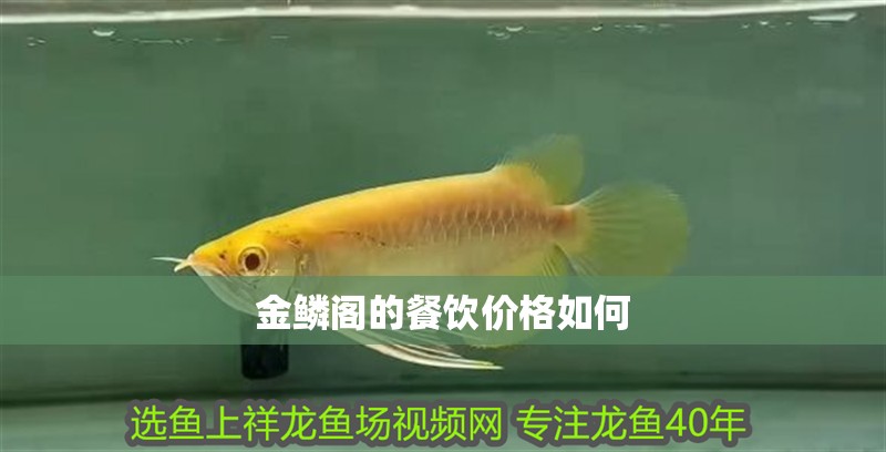 金鱗閣的餐飲價格如何 金鱗閣的餐飲價格如何 龍魚百科