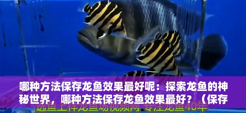 哪種方法保存龍魚效果最好呢：探索龍魚的神秘世界，哪種方法保存龍魚效果最好？（保存龍魚的方法） 哪種方法保存龍魚效果最好呢：探索龍魚的神秘世界，哪種方法保存龍魚效果最好？（保存龍魚的方法） 水族問答