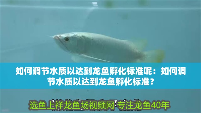 如何調節水質以達到龍魚孵化標準呢：如何調節水質以達到龍魚孵化標準？