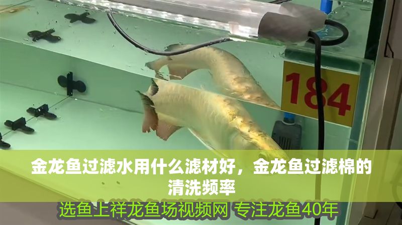 金龍魚過濾水用什么濾材好，金龍魚過濾棉的清洗頻率 金龍魚過濾水用什么濾材好，金龍魚過濾棉的清洗頻率 龍魚百科 第6張