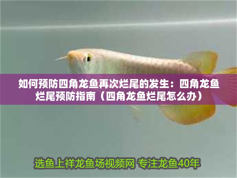 如何預防四角龍魚再次爛尾的發生：四角龍魚爛尾預防指南（四角龍魚爛尾怎么辦）