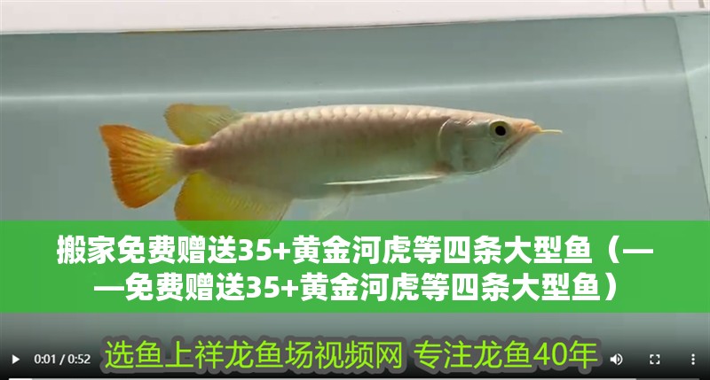 搬家免費(fèi)贈(zèng)送35+黃金河虎等四條大型魚（——免費(fèi)贈(zèng)送35+黃金河虎等四條大型魚）
