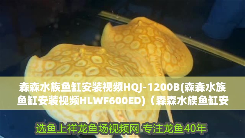 森森水族魚缸安裝視頻HQJ-1200B(森森水族魚缸安裝視頻HLWF600ED)（森森水族魚缸安裝視頻） 森森水族魚缸安裝視頻HQJ-1200B(森森水族魚缸安裝視頻HLWF600ED)（森森水族魚缸安裝視頻） 觀賞魚百科