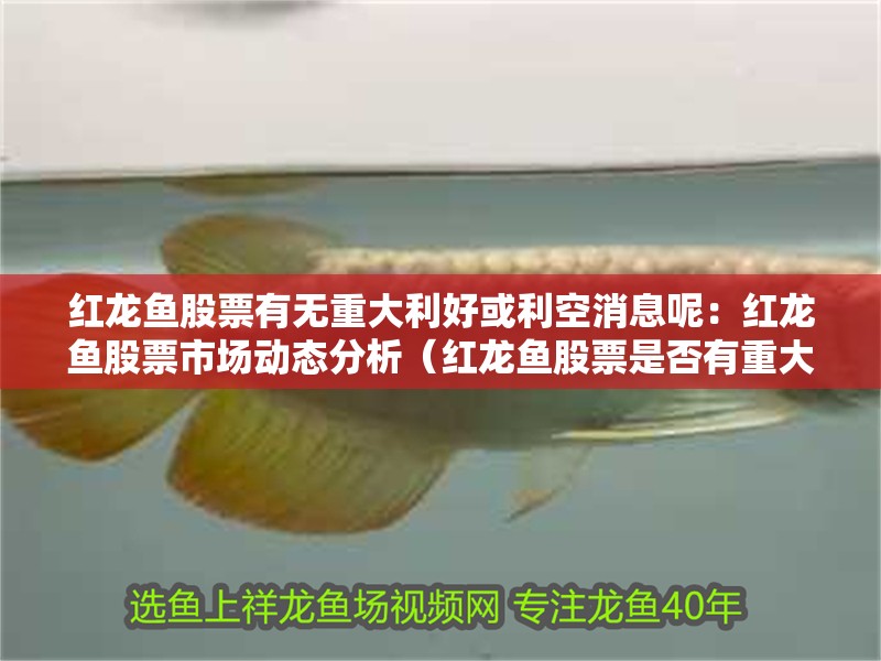 紅龍魚股票有無重大利好或利空消息呢：紅龍魚股票市場動態分析（紅龍魚股票是否有重大利好或利好或利空消息有關）