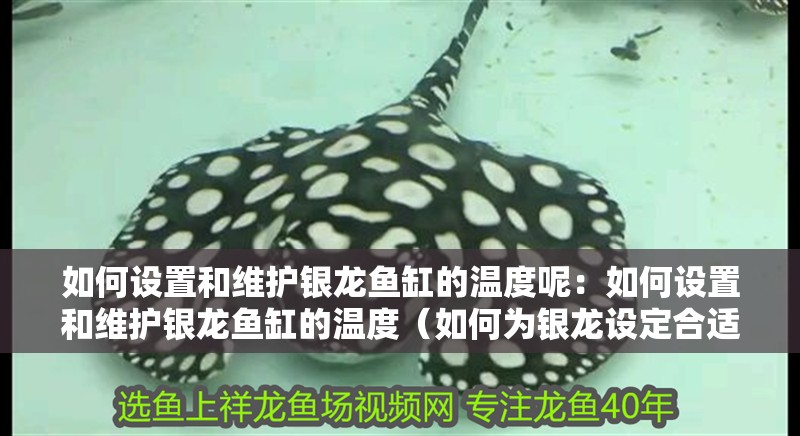 如何設(shè)置和維護(hù)銀龍魚缸的溫度呢：如何設(shè)置和維護(hù)銀龍魚缸的溫度（如何為銀龍?jiān)O(shè)定合適的水溫）