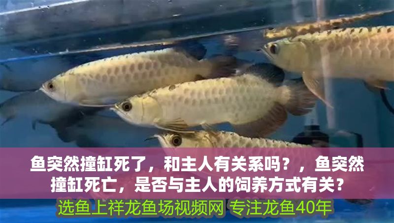 魚突然撞缸死了，和主人有關(guān)系嗎？，魚突然撞缸死亡，是否與主人的飼養(yǎng)方式有關(guān)？