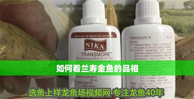 如何看蘭壽金魚的品相