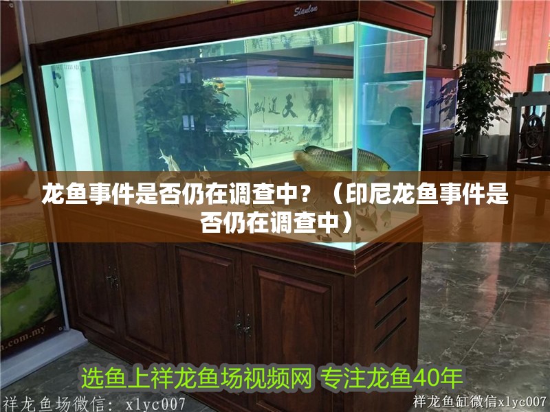 龍魚事件是否仍在調查中？（印尼龍魚事件是否仍在調查中）
