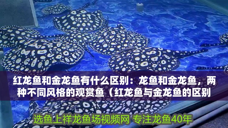 紅龍魚和金龍魚有什么區別：龍魚和金龍魚，兩種不同風格的觀賞魚（紅龍魚與金龍魚的區別）