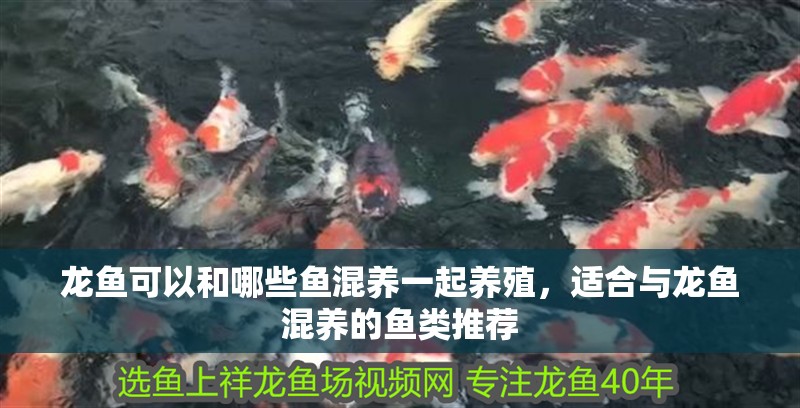 龍魚可以和哪些魚混養一起養殖，適合與龍魚混養的魚類推薦