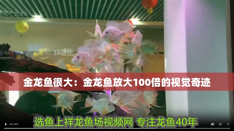 金龍魚很大：金龍魚放大100倍的視覺奇跡