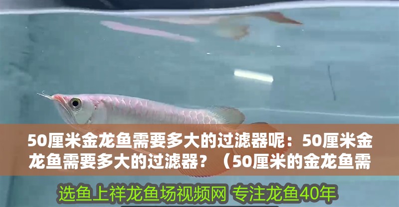 50厘米金龍魚需要多大的過濾器呢：50厘米金龍魚需要多大的過濾器？（50厘米的金龍魚需要多大的過濾器）