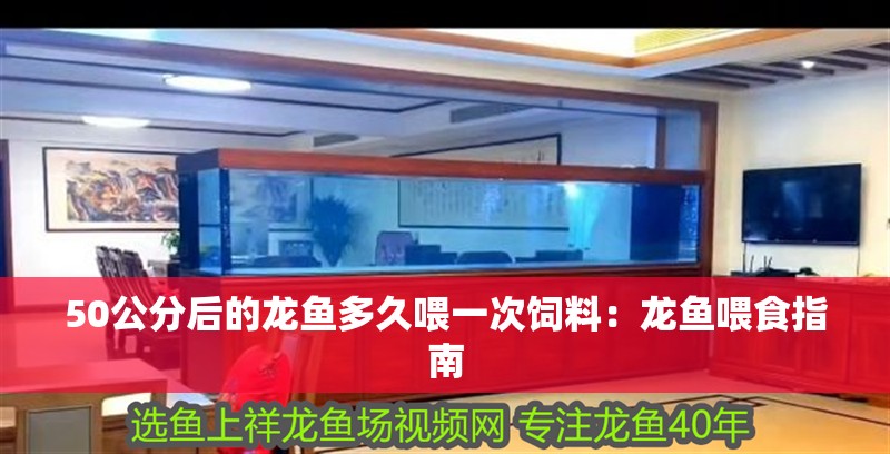 50公分后的龍魚多久喂一次飼料：龍魚喂食指南
