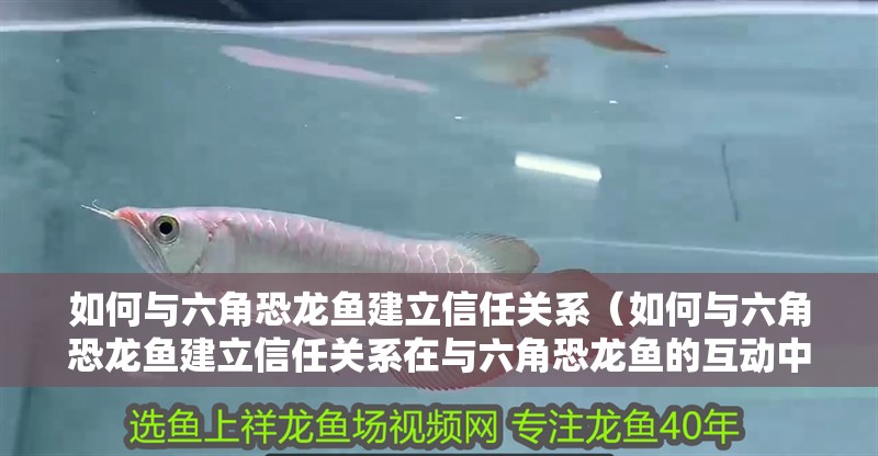 如何與六角恐龍魚建立信任關系（如何與六角恐龍魚建立信任關系在與六角恐龍魚的互動中） 如何與六角恐龍魚建立信任關系（如何與六角恐龍魚建立信任關系在與六角恐龍魚的互動中） 龍魚百科