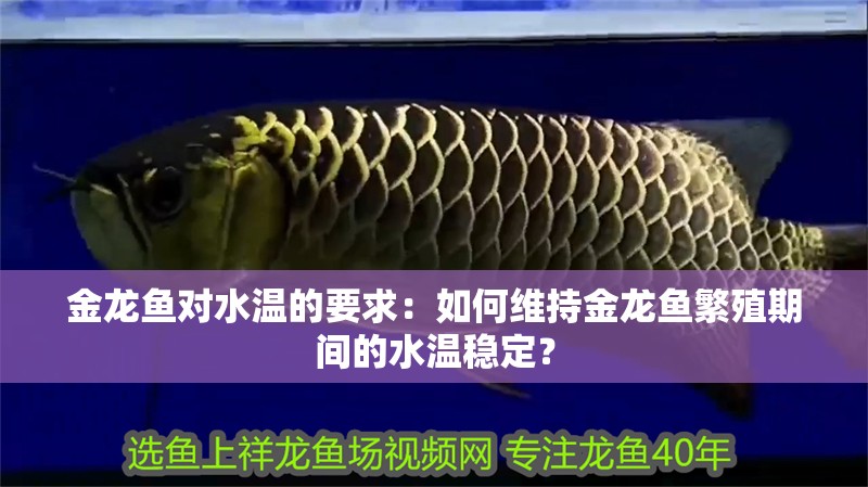 金龍魚對水溫的要求：如何維持金龍魚繁殖期間的水溫穩(wěn)定？