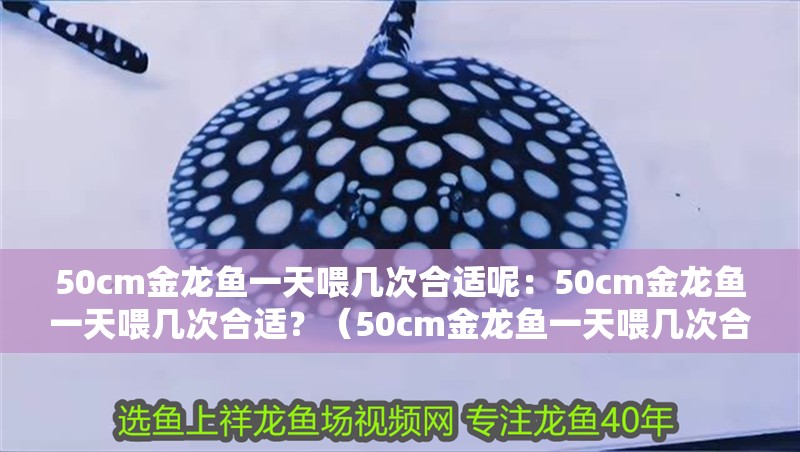 50cm金龍魚一天喂幾次合適呢：50cm金龍魚一天喂幾次合適？（50cm金龍魚一天喂幾次合適，金龍魚一天喂幾次合適）