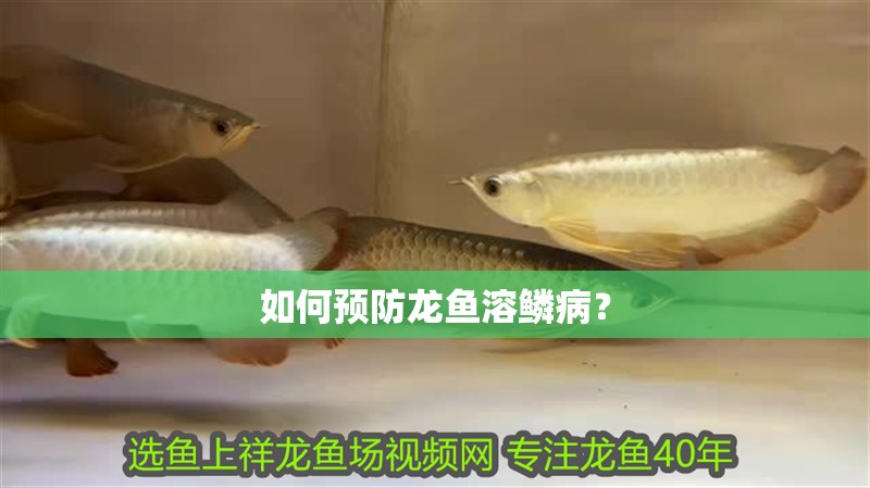 如何預防龍魚溶鱗??？