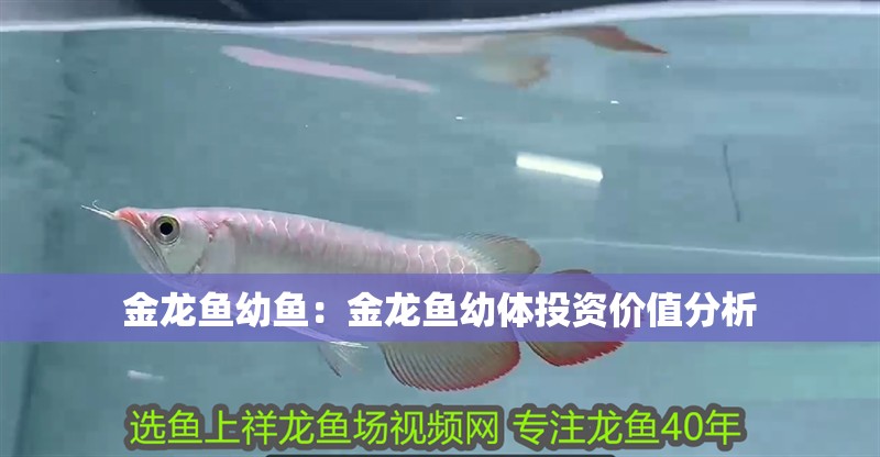 金龍魚幼魚：金龍魚幼體投資價值分析 金龍魚幼魚：金龍魚幼體投資價值分析 水族問答
