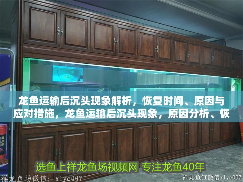 龍魚運輸后沉頭現(xiàn)象解析，恢復(fù)時間、原因與應(yīng)對措施，龍魚運輸后沉頭現(xiàn)象，原因分析、恢復(fù)時間及有效應(yīng)對措施