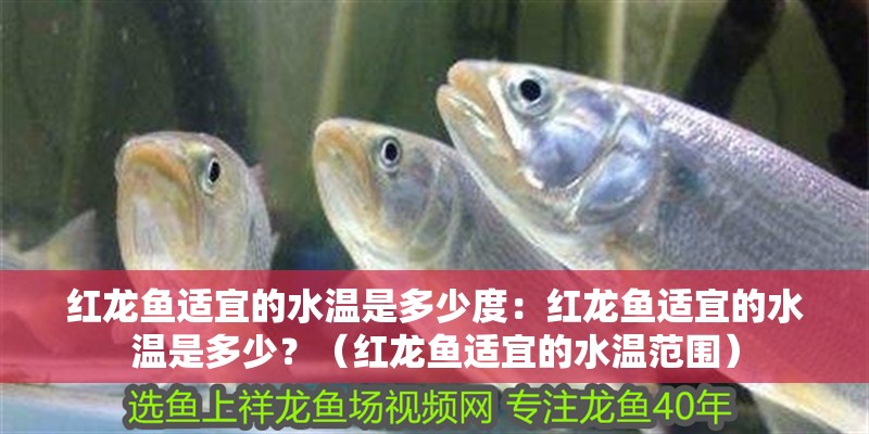 紅龍魚適宜的水溫是多少度：紅龍魚適宜的水溫是多少？（紅龍魚適宜的水溫范圍）