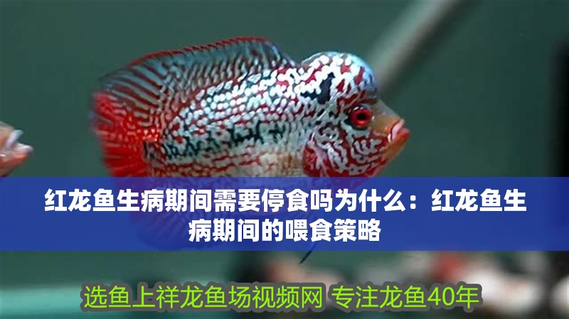 紅龍魚生病期間需要停食嗎為什么：紅龍魚生病期間的喂食策略