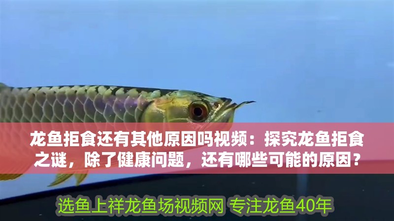 龍魚拒食還有其他原因嗎視頻：探究龍魚拒食之謎，除了健康問題，還有哪些可能的原因？