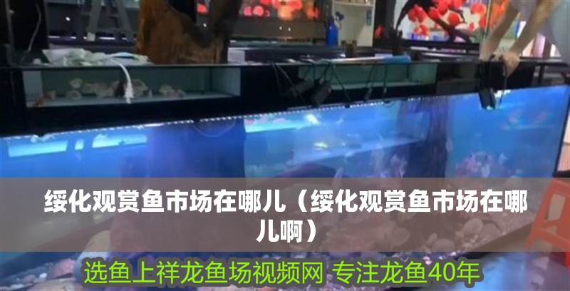 綏化觀賞魚(yú)市場(chǎng)在哪兒（綏化觀賞魚(yú)市場(chǎng)在哪兒啊） 綏化觀賞魚(yú)市場(chǎng)在哪兒（綏化觀賞魚(yú)市場(chǎng)在哪兒啊） 觀賞魚(yú)百科