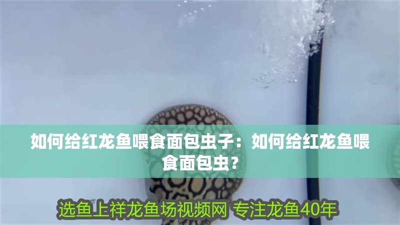 如何給紅龍魚喂食面包蟲子：如何給紅龍魚喂食面包蟲？